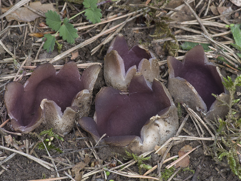 Sarcosphaera coronaria